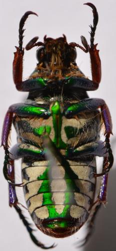 Réf. 257 085 : Pygora pulchripes